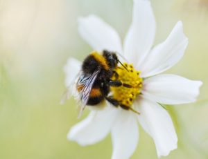 グリホサート系除草剤