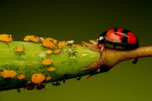 グリホサート 除草剤